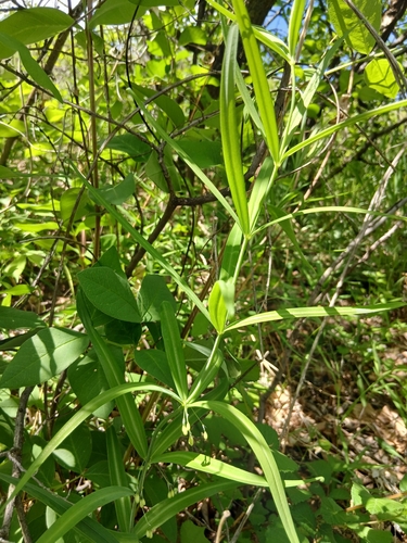 Polygonatum sibiricum, photograph 2