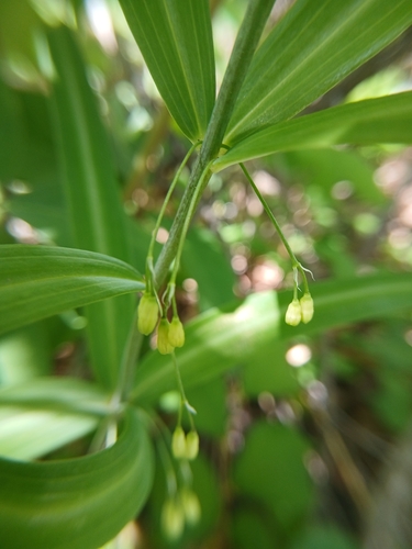 Polygonatum sibiricum, photograph 3