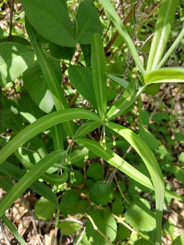 Polygonatum sibiricum, photograph 4