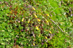 Erythranthe nasuta