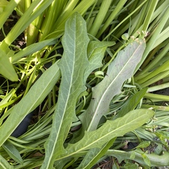 Leontodon saxatilis saxatilis