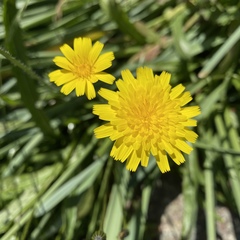 Leontodon saxatilis saxatilis