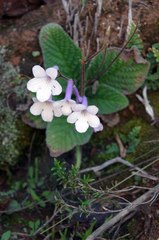 Streptocarpus meyeri