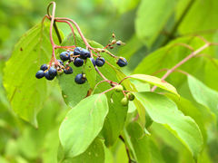 Cornus obliqua