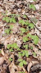 Cardamine diphylla