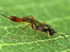 Cymodusa distincta