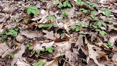 Cardamine diphylla