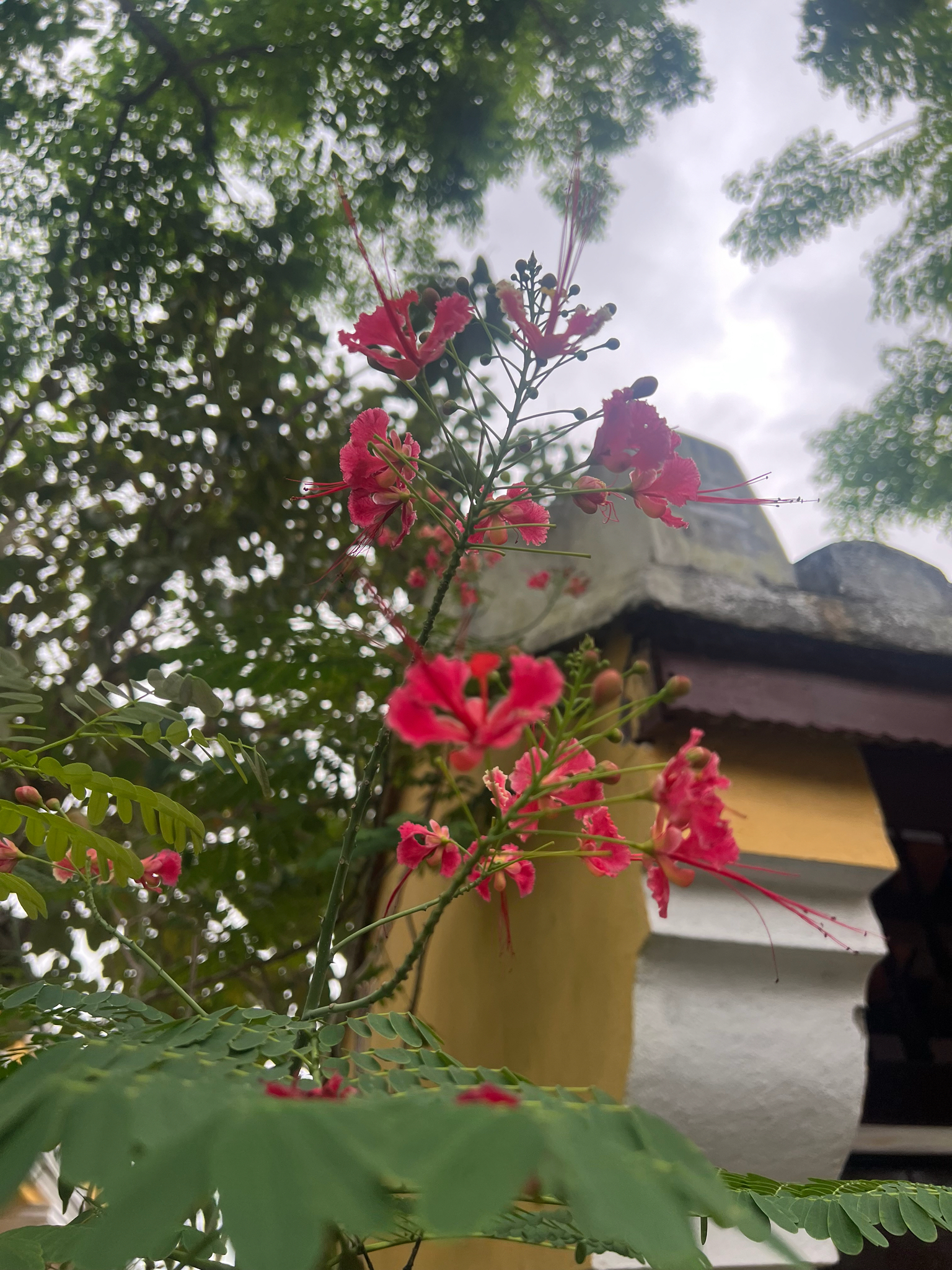Caesalpinia pulcherrima — ảnh 2