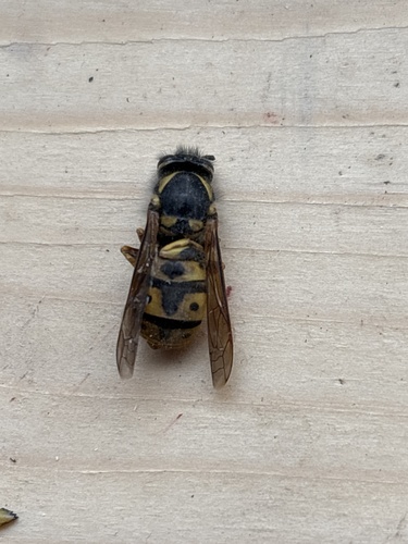 German Yellowjacket