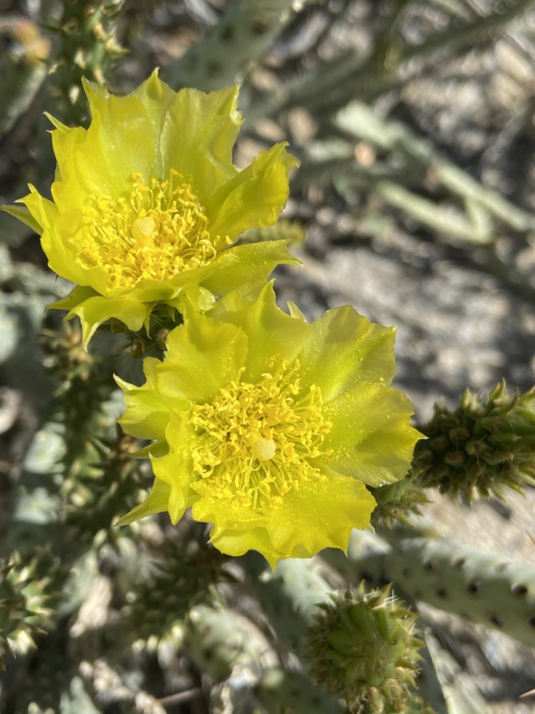 Tesajo Cholla