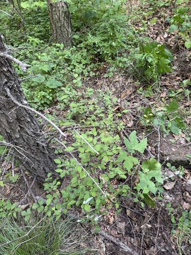 Spiraea dasyantha