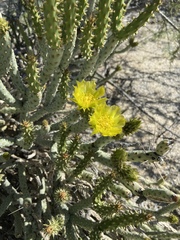Cylindropuntia tesajo