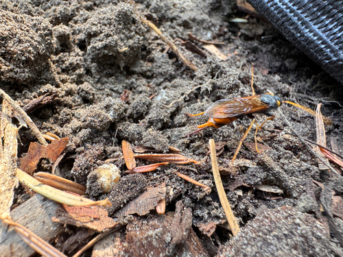 Giant Woodwasp