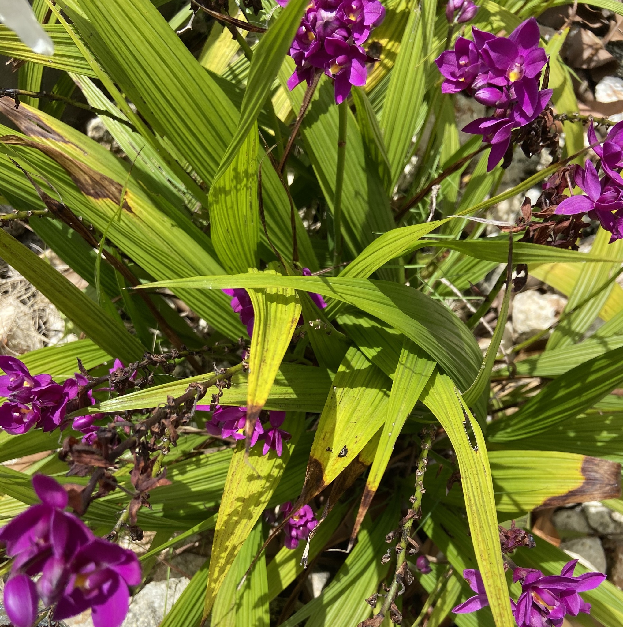 Imagem de Orquídea-bambu