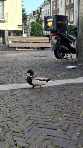 Mallard