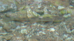Salvelinus