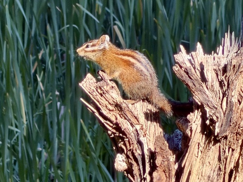 Sonoma Chipmunk observed by ajsherman