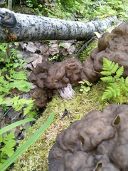 Gyromitra sphaerospora