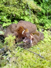 Gyromitra sphaerospora