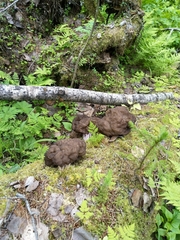 Gyromitra sphaerospora