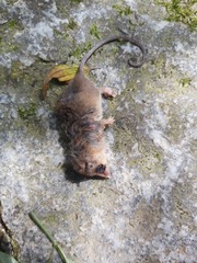 Marmosa murina