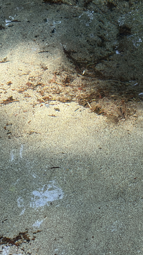 Giant Water Strider