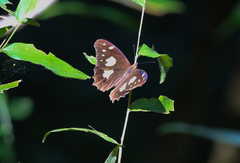 Oxeoschistus tauropolis tauropolis