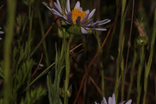 Erigeron decumbens, photograph 3