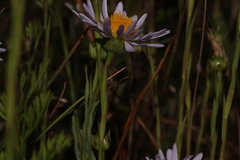 Erigeron decumbens, photograph (c) Conquest, some rights reserved (CC BY)