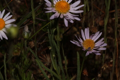 Erigeron decumbens, photograph (c) Conquest, some rights reserved (CC BY)