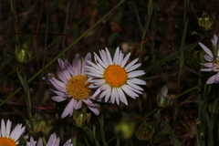Erigeron decumbens, photograph (c) Conquest, some rights reserved (CC BY)
