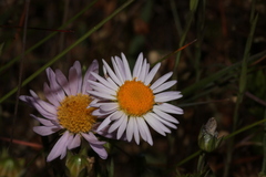 Erigeron decumbens