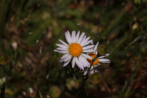 Erigeron decumbens, photograph 4