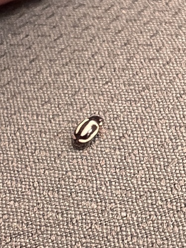 Small Pied Lady Beetles