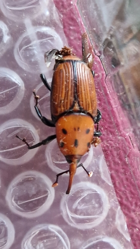 Red Palm Weevil