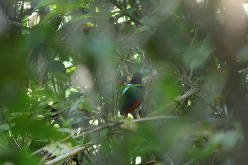 Biak Hooded Pitta (Pitta rosenbergii)