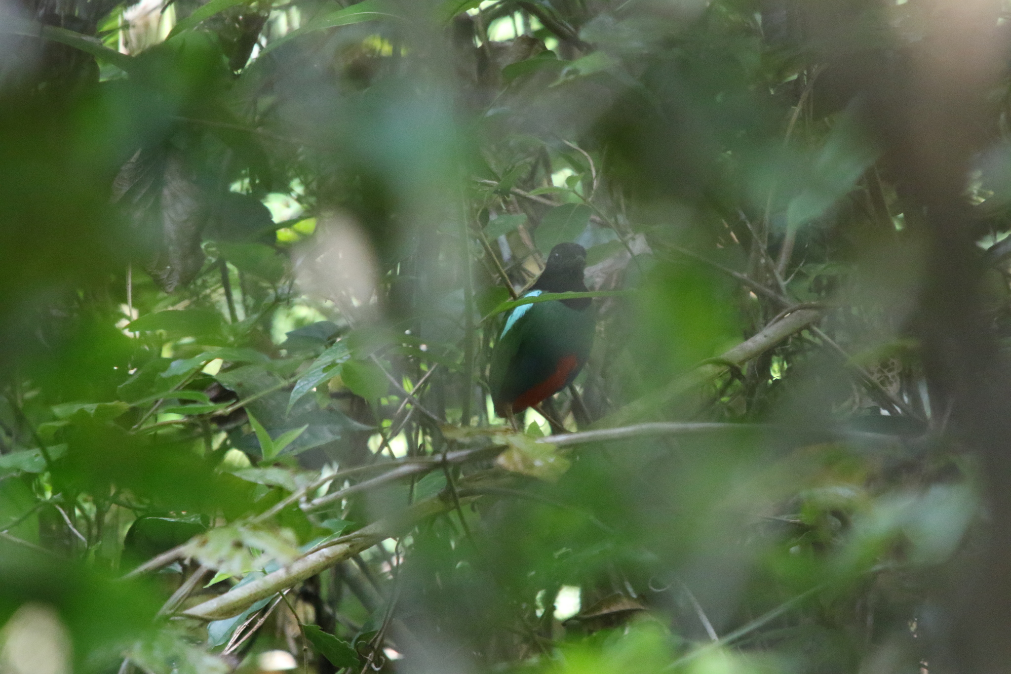 Biak Hooded Pitta (Pitta rosenbergii), photo 5