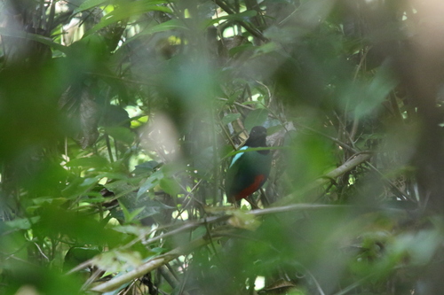 Biak Hooded Pitta (Pitta rosenbergii), photo 2