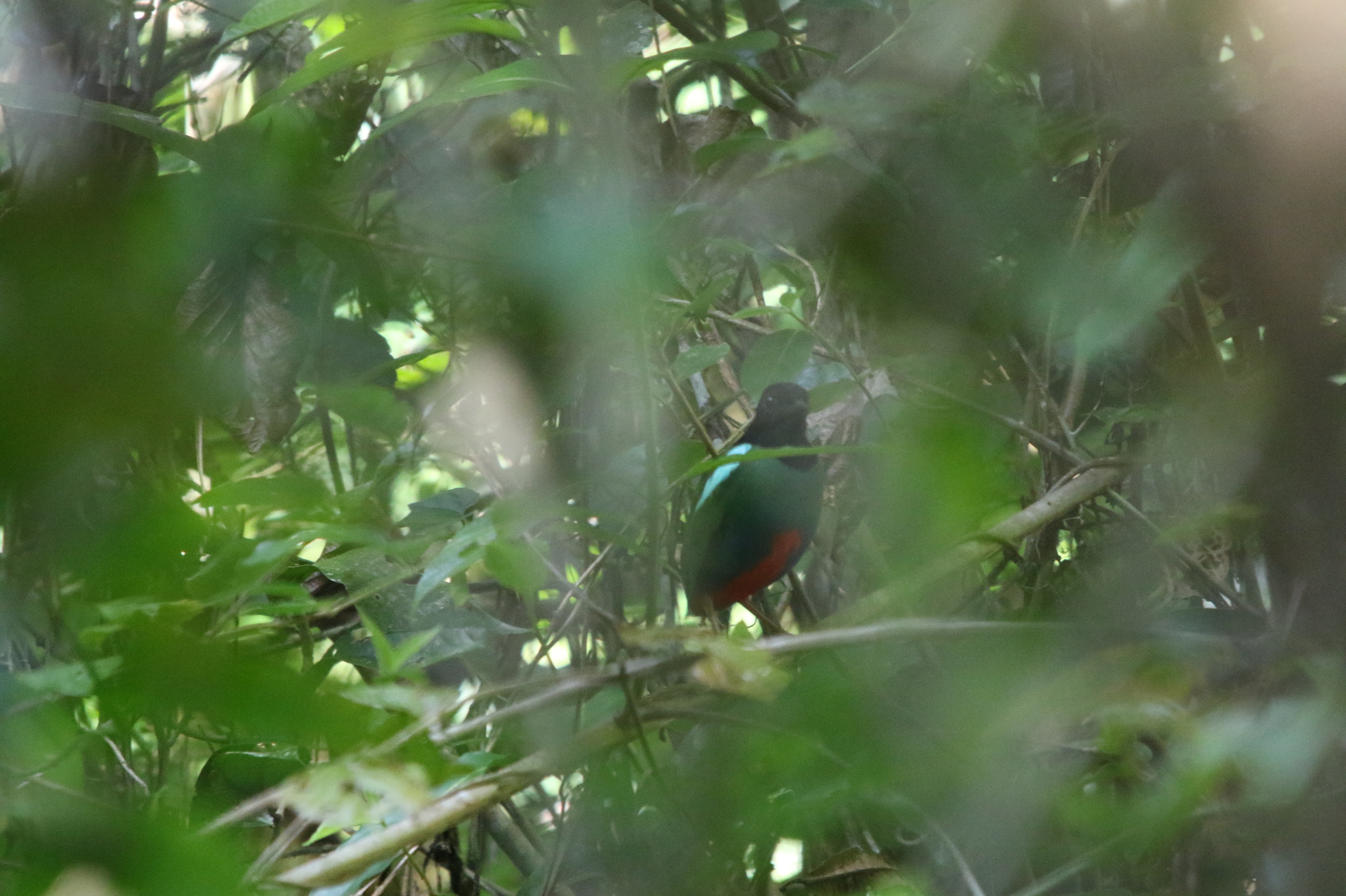 Biak Hooded Pitta (Pitta rosenbergii), photo 2