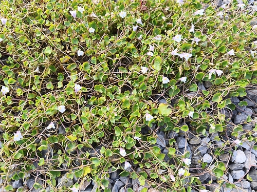 Ivy-leaved toadflax