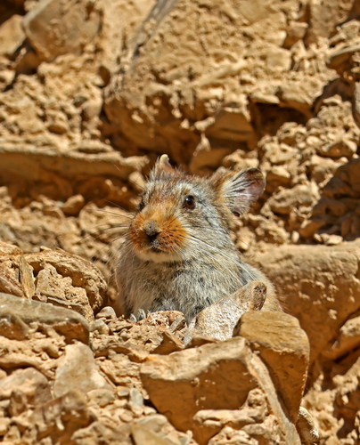 Chinese Red Pika