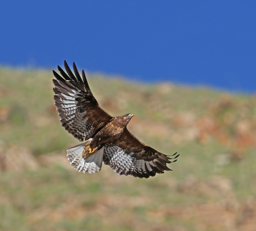 Upland Buzzard