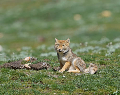 Tibetan Fox