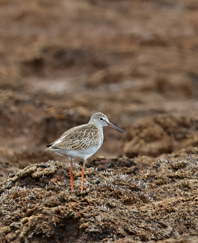 Common Redshank