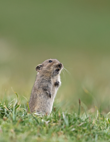 Blyth's Vole
