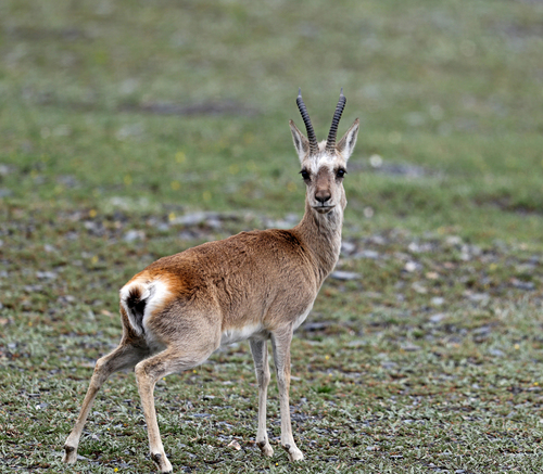 Tibetan Gazelle