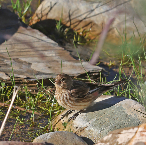 Twite