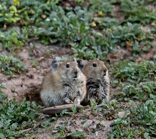 Black-lipped Pika