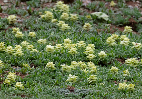Ajuga lupulina