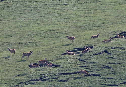 White-lipped Deer